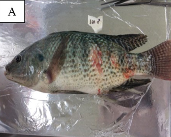 Detección del virus de la tilapia del lago (TiLV) mediante semi-nested RT-PCR en tilapias cultivadas provenientes de dos regiones del Perú